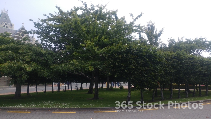 Outdoors Park Tree 492078537