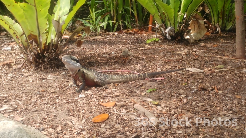 Lizard Reptile Iguana 520677876