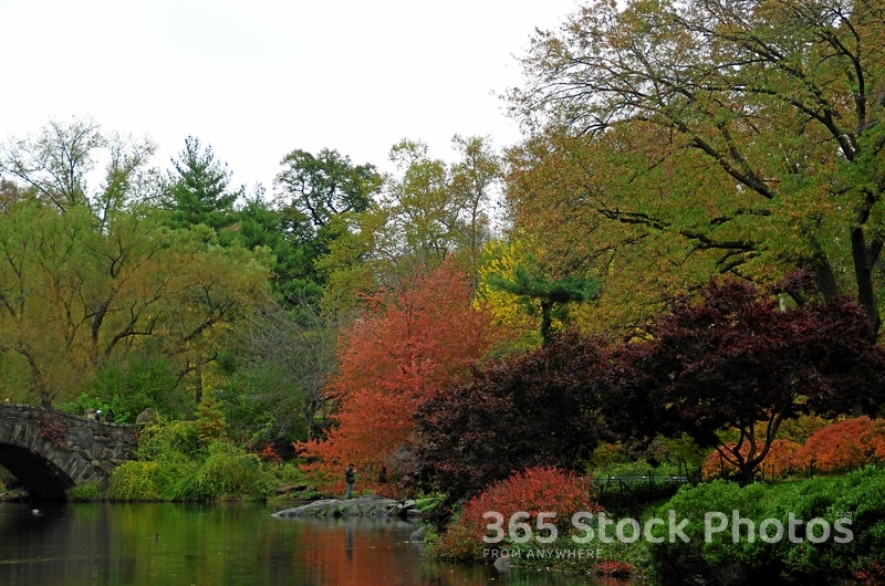 Tree Nature Pond 539519580