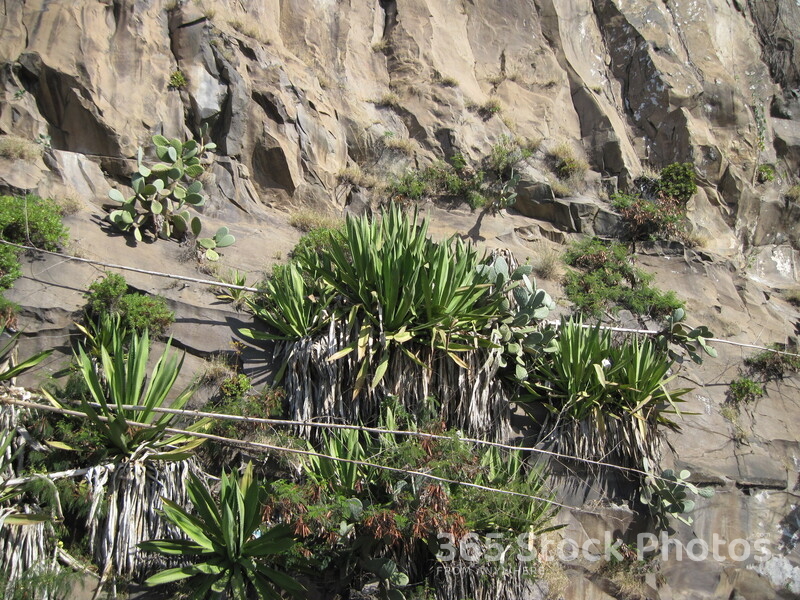 Agavaceae Plant Rock 930208846