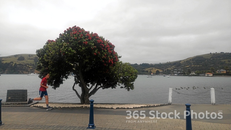 Beach Road Akaroa 959384026